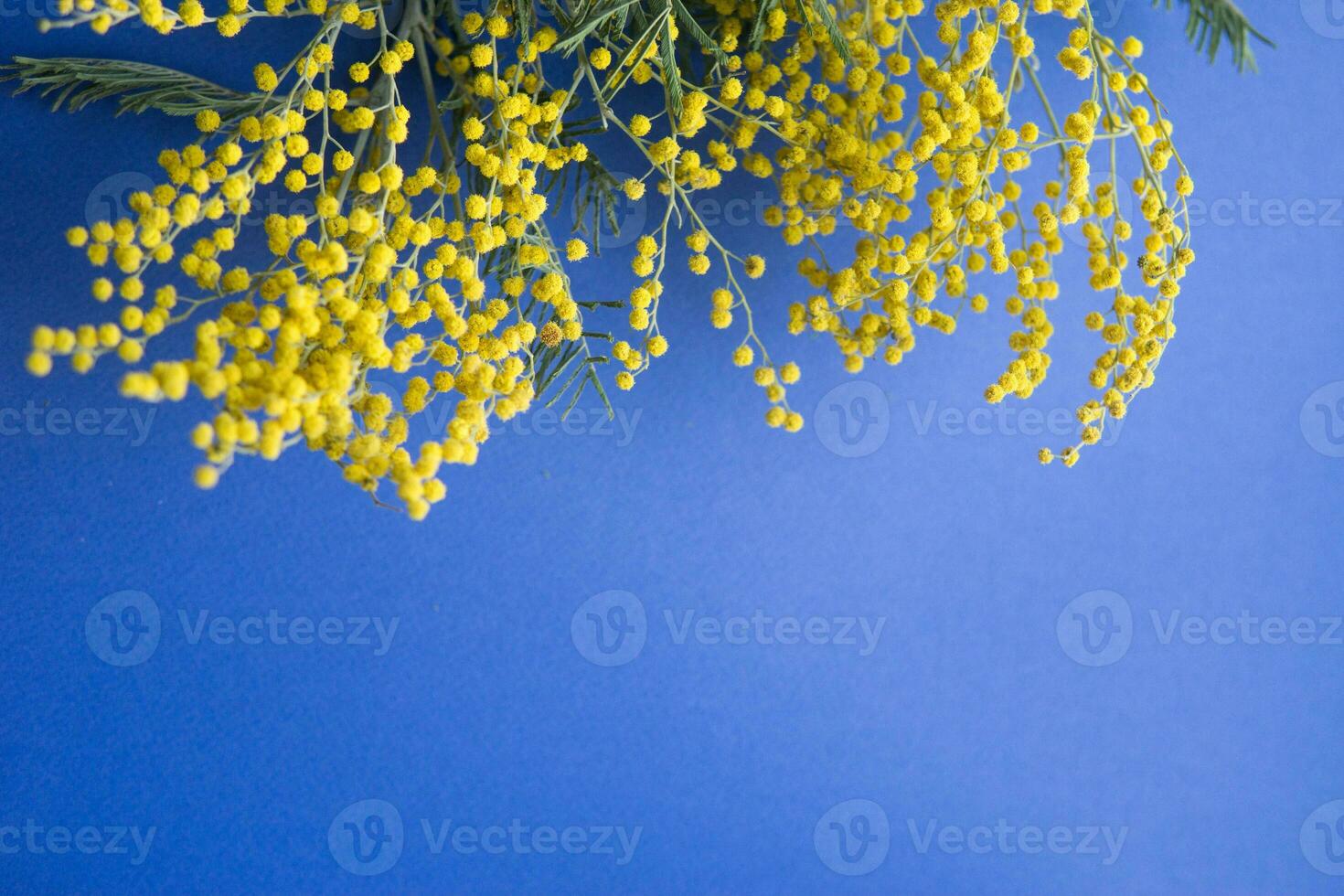 Spring concert. Mimosa on a blue background. Mimosa close-up. Happy spring. photo