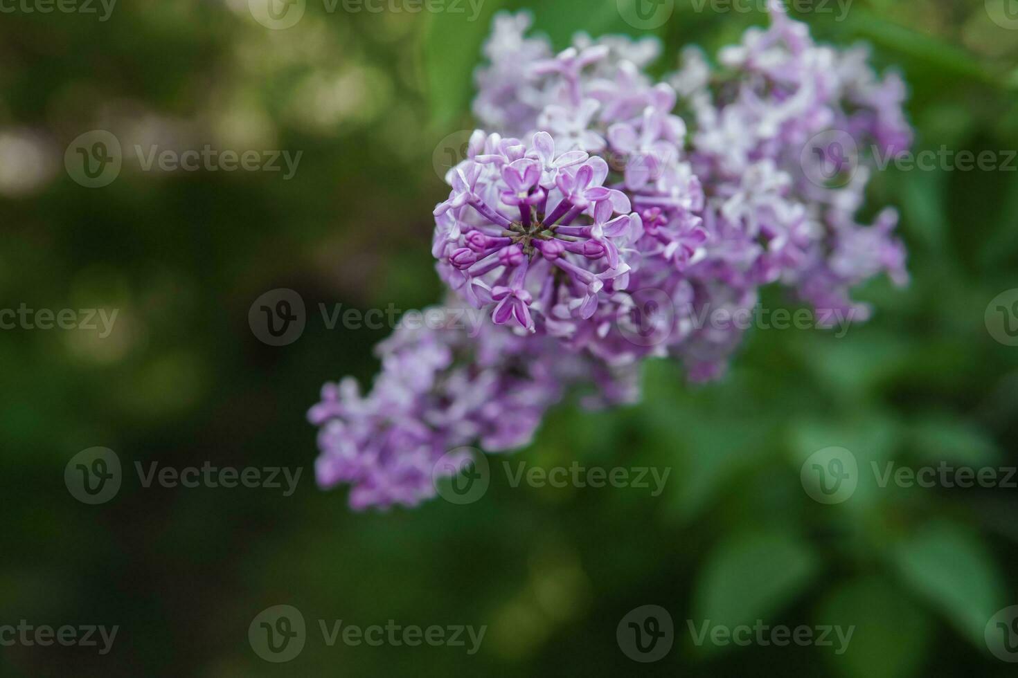 Lilac flowers on a green lilac bush close-up. Spring concert. Lilac garden. photo