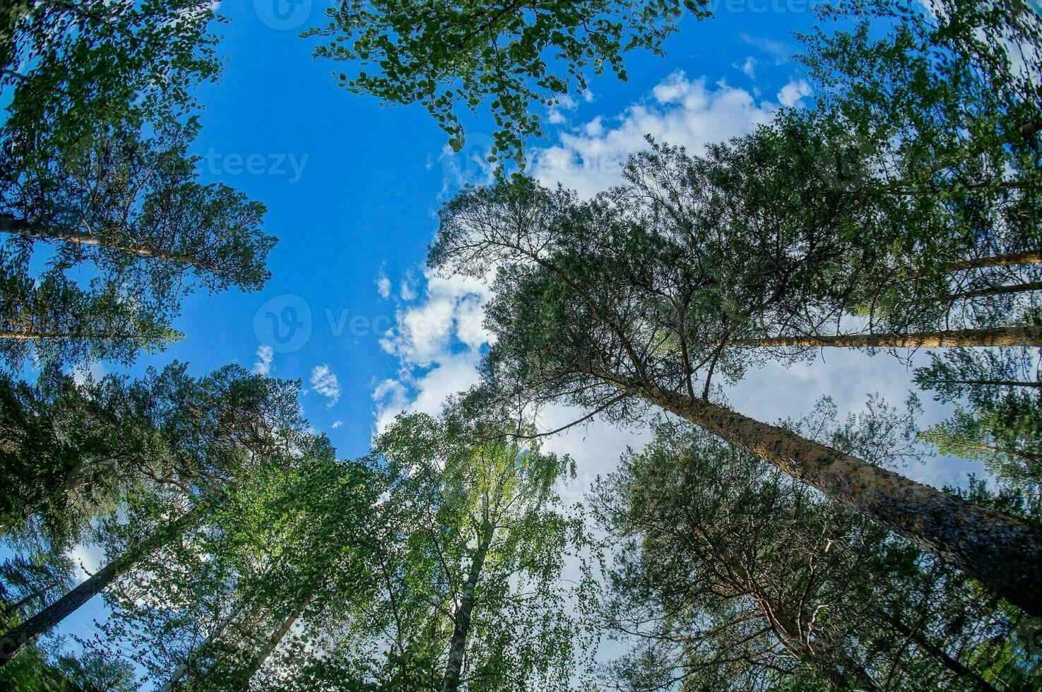 looking up at the sky in a forest photo