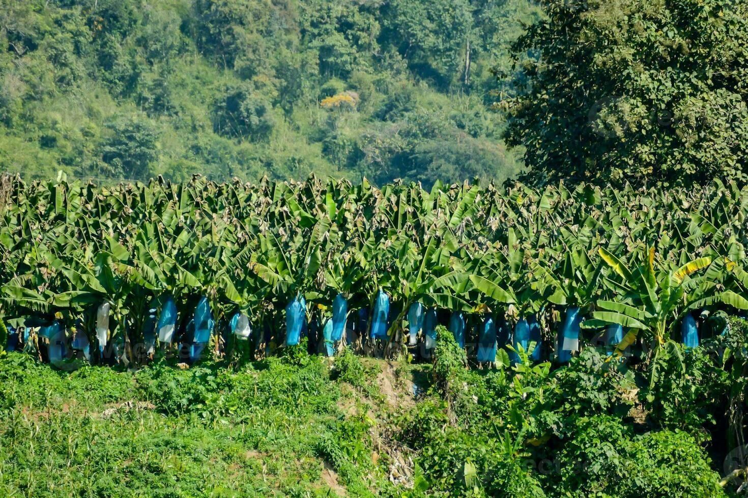 a banana plantation in the mountains photo