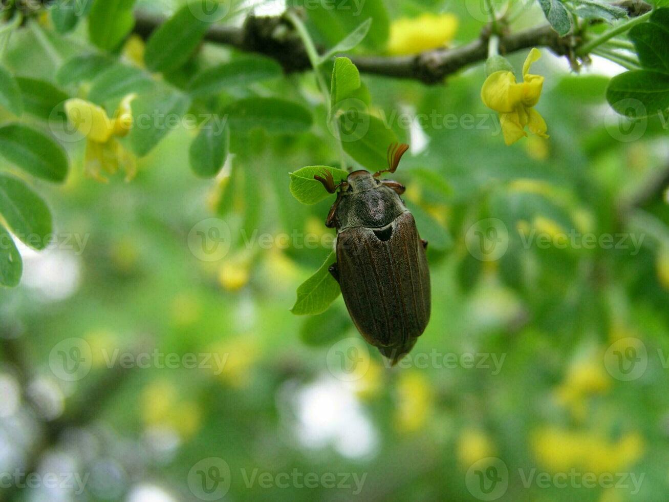 Cockchafer on a bush with yellow flowers Caragana arborescens in the month of May. Honey plants Ukraine. Collect pollen from flowers and buds photo