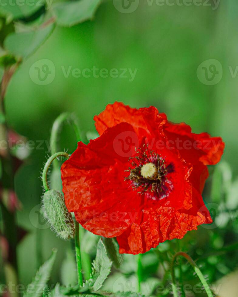 Papaver rhoeas, common, corn, Flanders, red poppy, corn rose, field is flowering plant poppy family Papaveraceae. Bees collect pollen from Papaver rhoeas. Honey plants Ukraine. photo