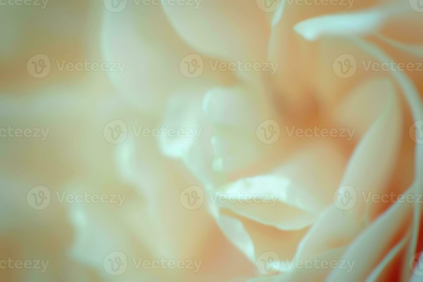 flower of white rose close-up. Natural background. Blured. Film Grain. photo