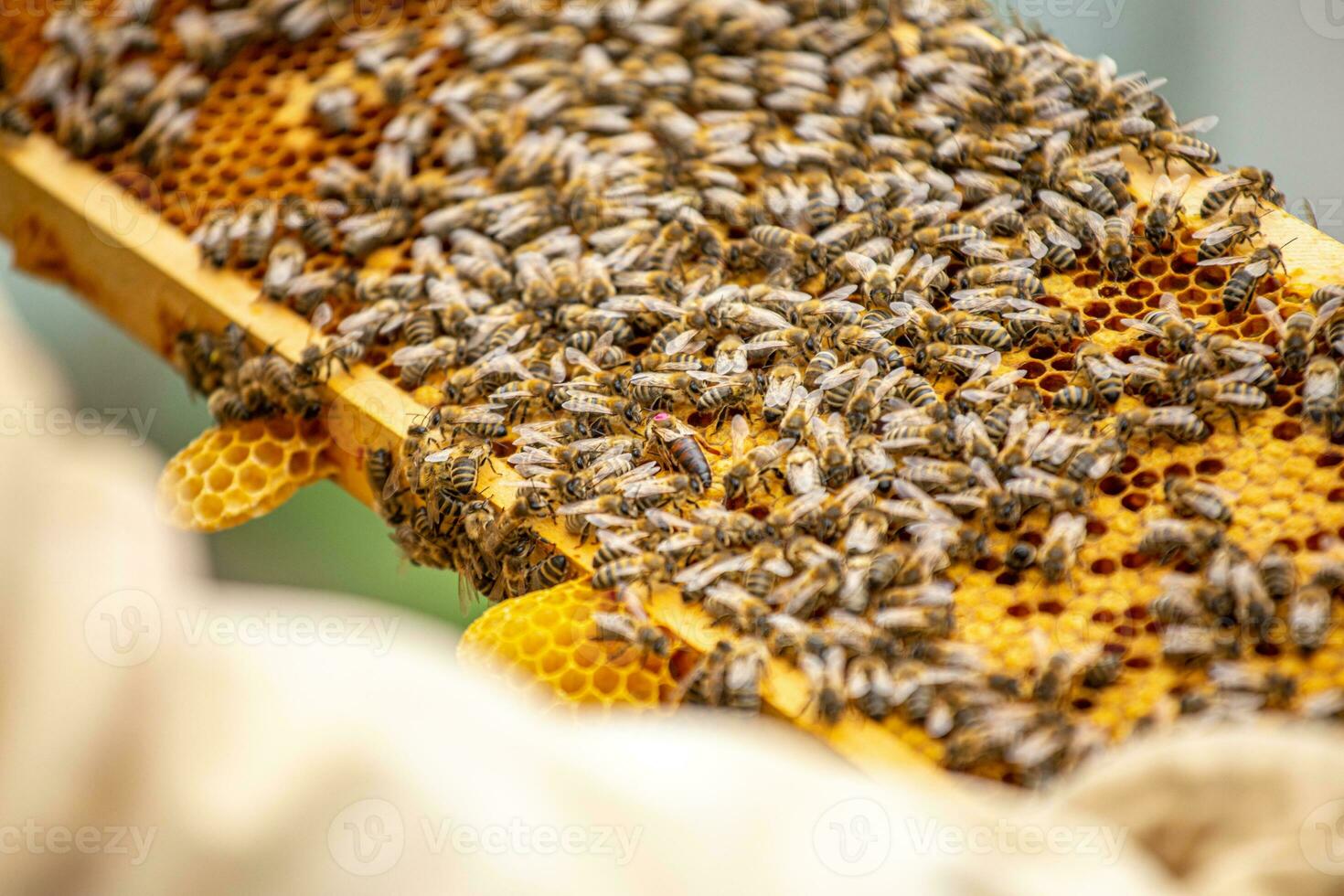 Tagged queen bee crawls on frame filled with bees and brood. strong family on frame. photo