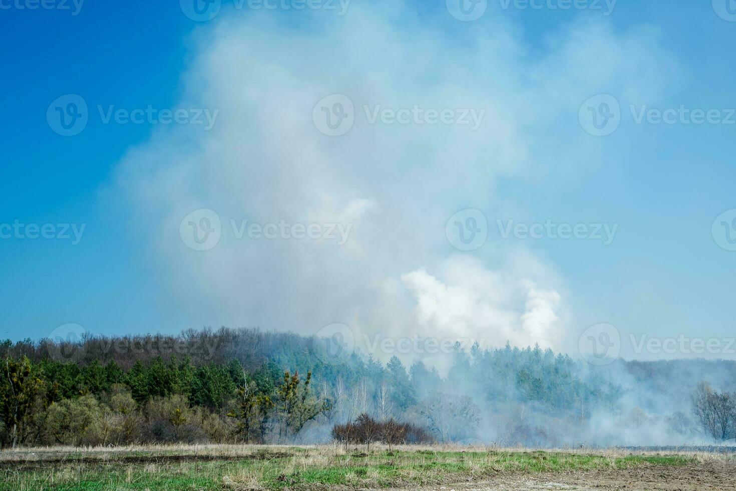 Large-scale forest fire. Burning field of dry grass and trees. Thick smoke against blue sky. dangerous effects of burning grass in fields in spring and autumn. photo