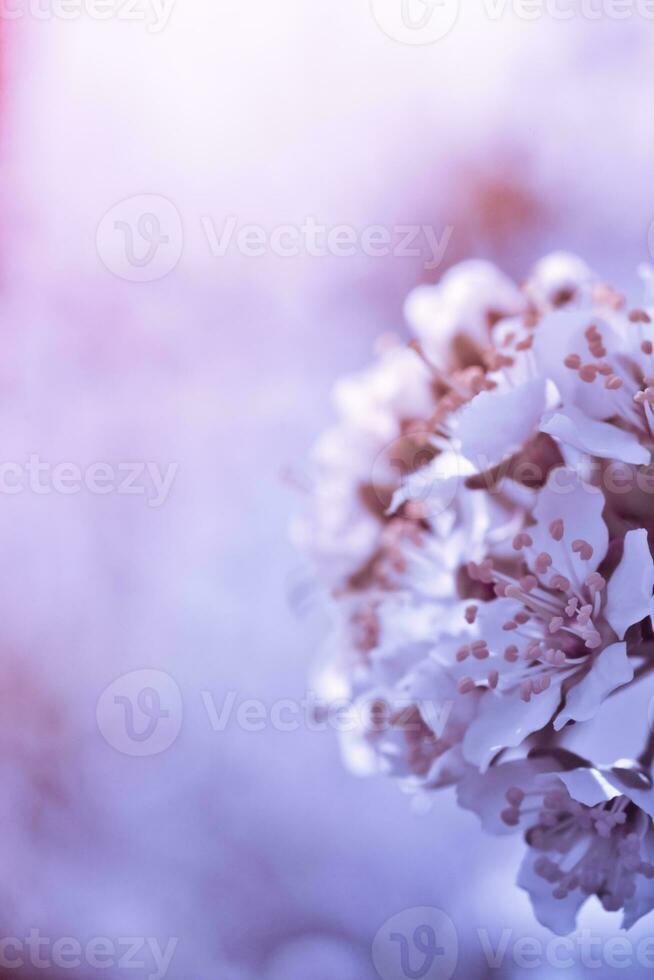 Flowers of Cherry plum or Myrobalan Prunus cerasifera blooming in the spring on the branches. Designer tinted in Violet. photo