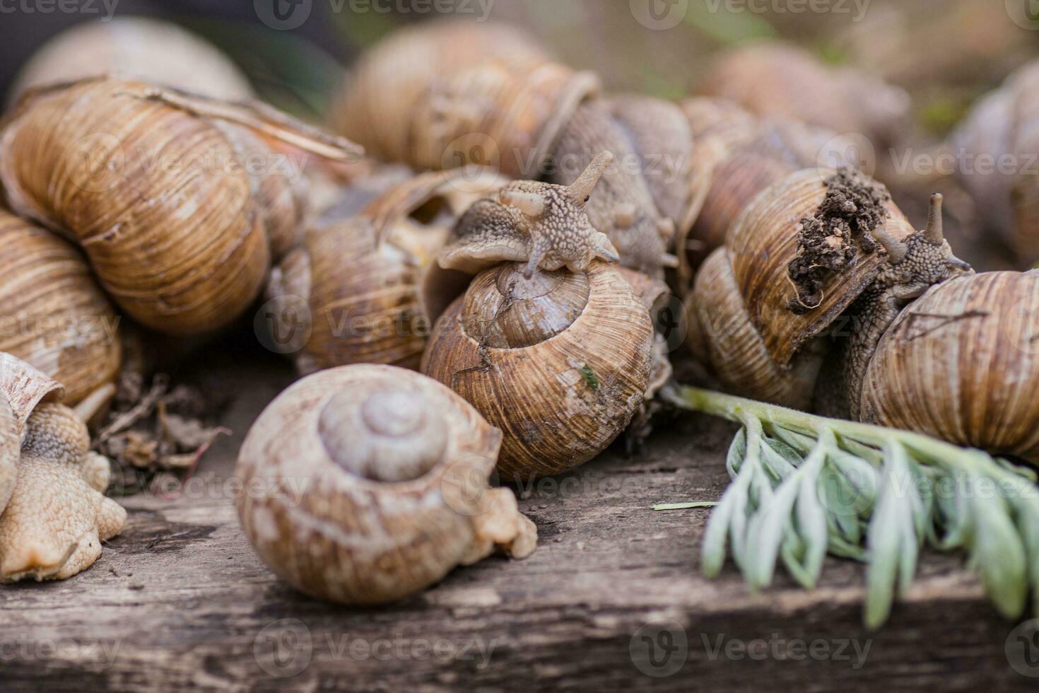 manojo de seleccionado cuidadosamente uva caracoles, verano día en jardín. uva caracol granja para restaurantes comestible caracol o caracoles, es un especies de grande, comestible, respirar aire tierra en de madera tablón. foto