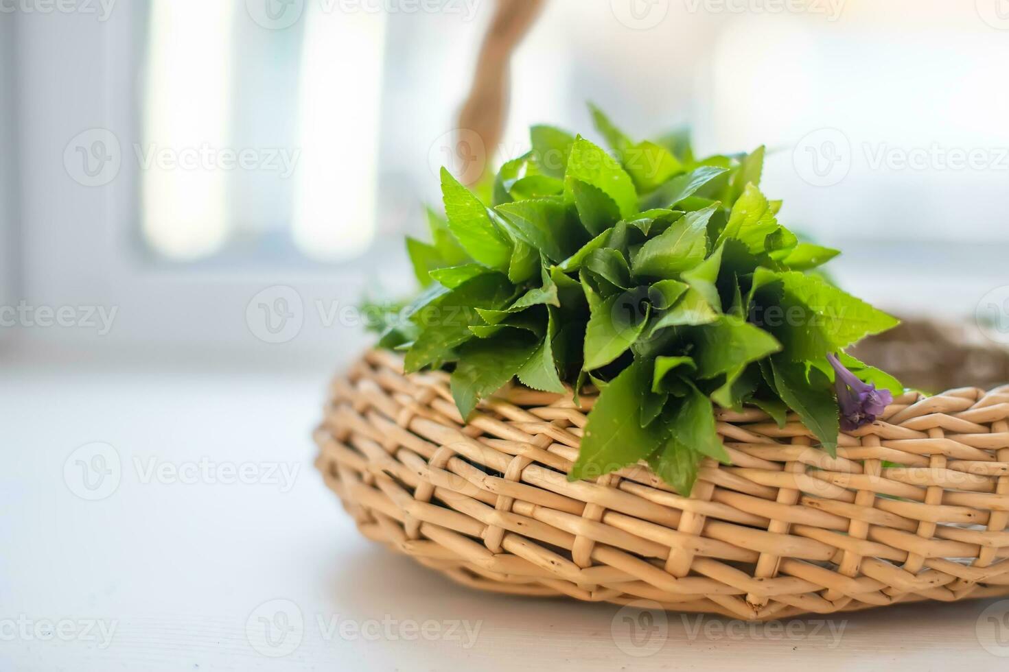 spring in the wild Mercurialis perennis, dog's mercury poisonous collected by an herbalist to prepare an emetic, ophthalmic and purgative elixir. used externally to treat menstrual pain, ear, and eye problems, warts, and sores photo