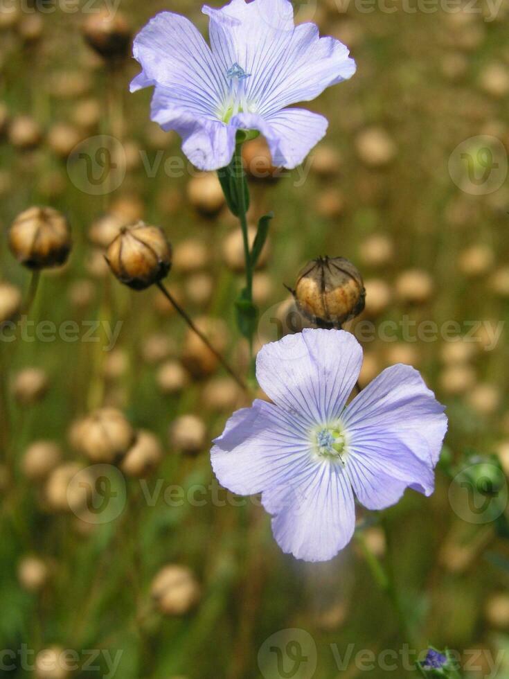 Linum, flax purple flowers on the field. photo