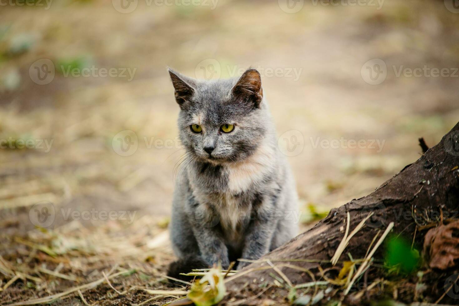 A cat with a kitten sitting on the fallen leaves. photo