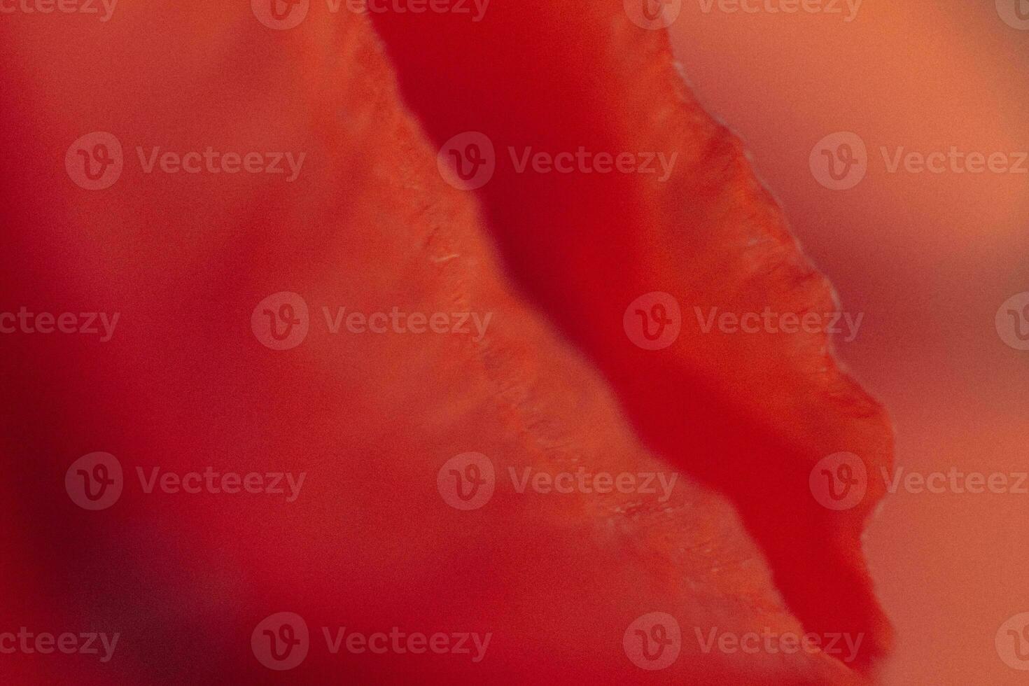 Unfocused blur red poppies petals. flower of poppies close-up. Natural background. pastel and soft flower card. photo
