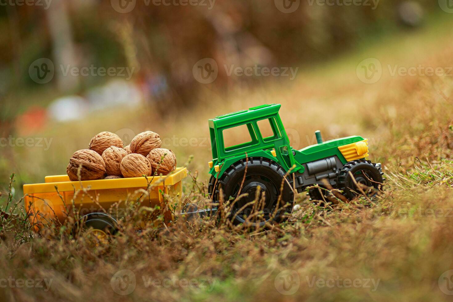 Green tractor carries nuts in the back. Toy tractor with a crop of ripe walnuts. photo