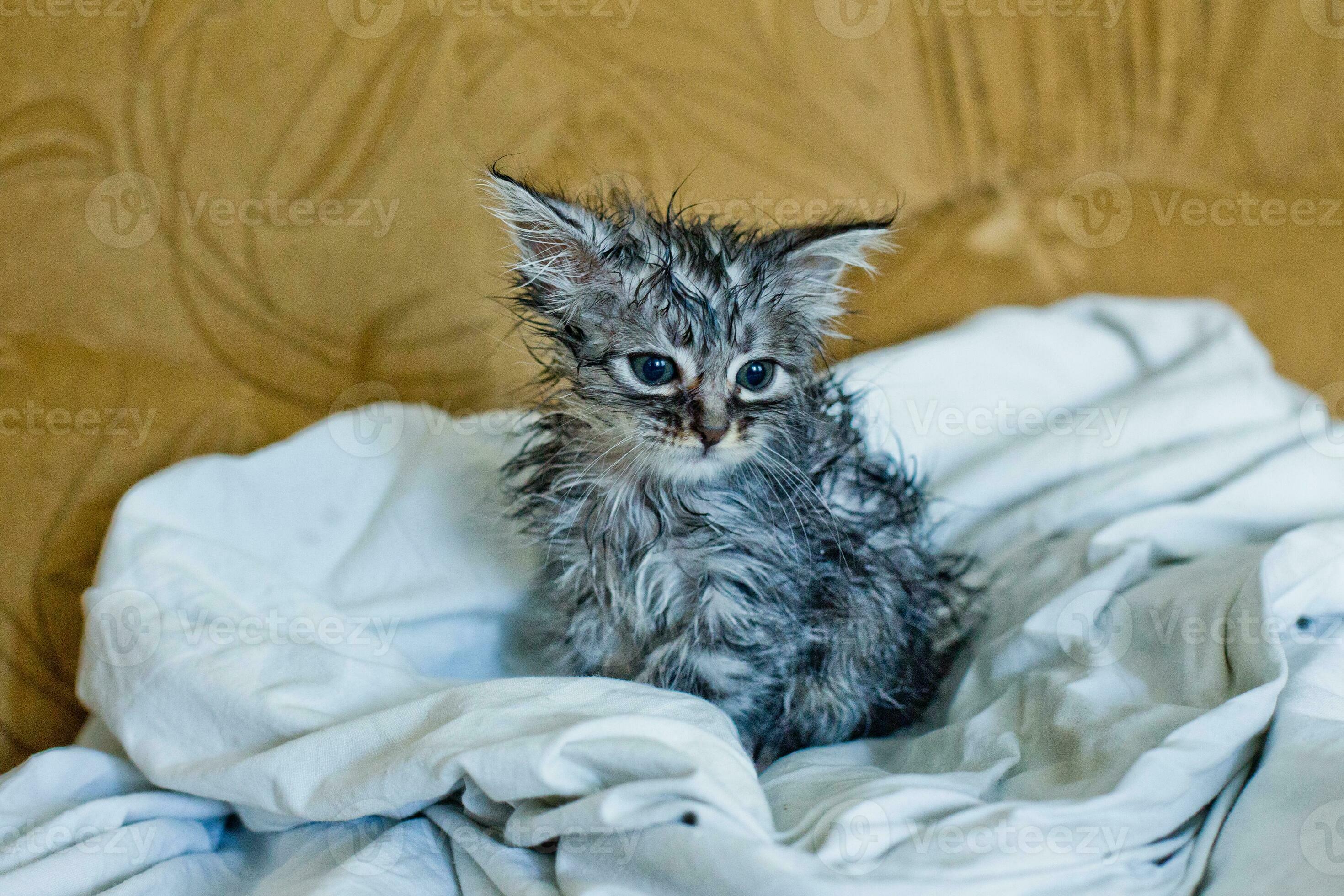 Wet soggy scared kitten after bath. Animal hygiene. Destruction of