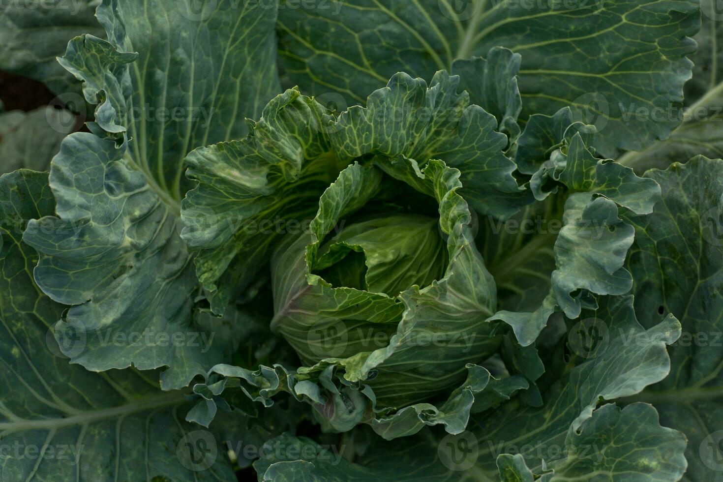 Brassica oleracea, Background of cabbage, headed cabbage leaves. Dew drops on a leaf of cabbage. Green juicy color of the plant. photo