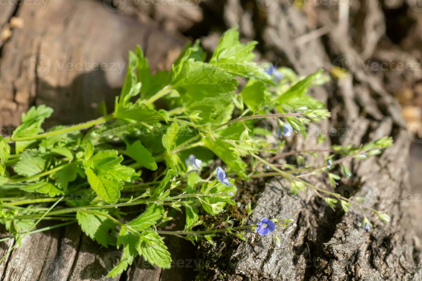 Veronica persica, birdeye speedwell, common field-speedwell, bird's-eye, or winter speedwell On wooden background photo