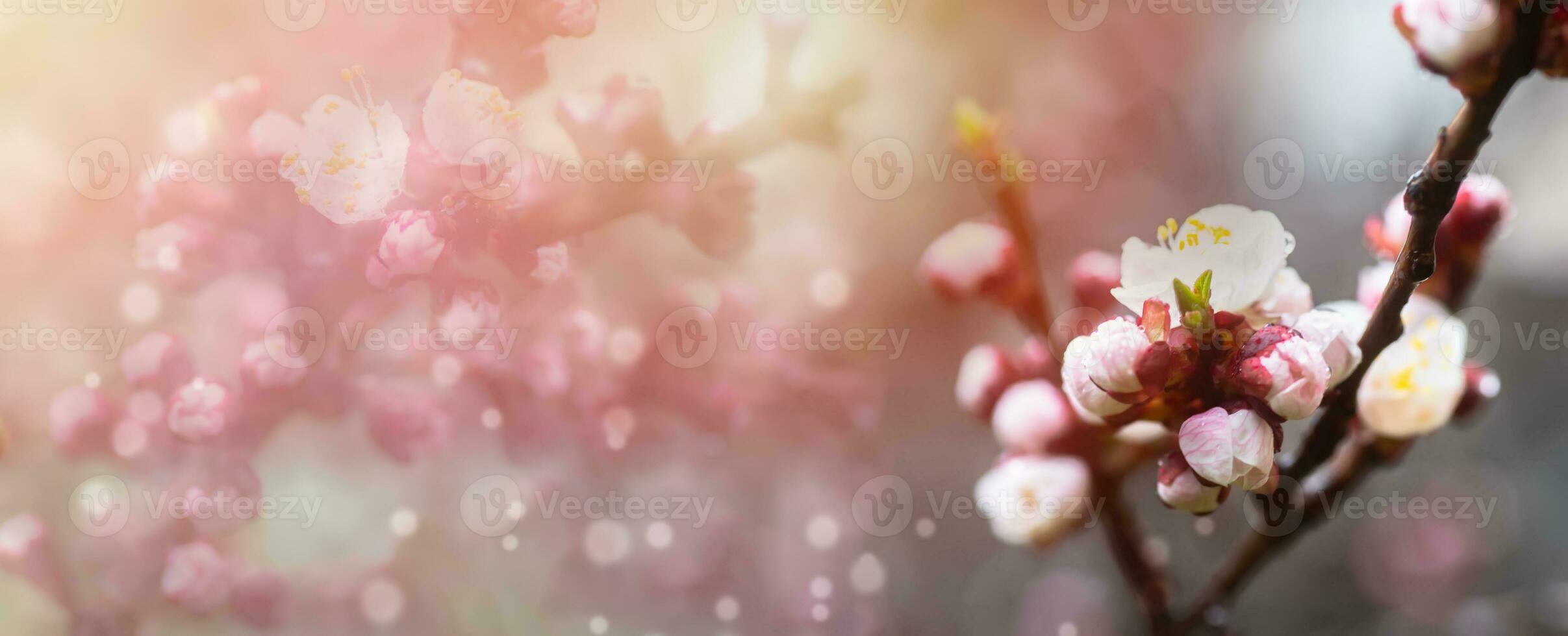 A peach blooming in the spring. Beautiful pink flower on a tree branch. A gentle spring background with sun rays and a blurred background with a copy space photo