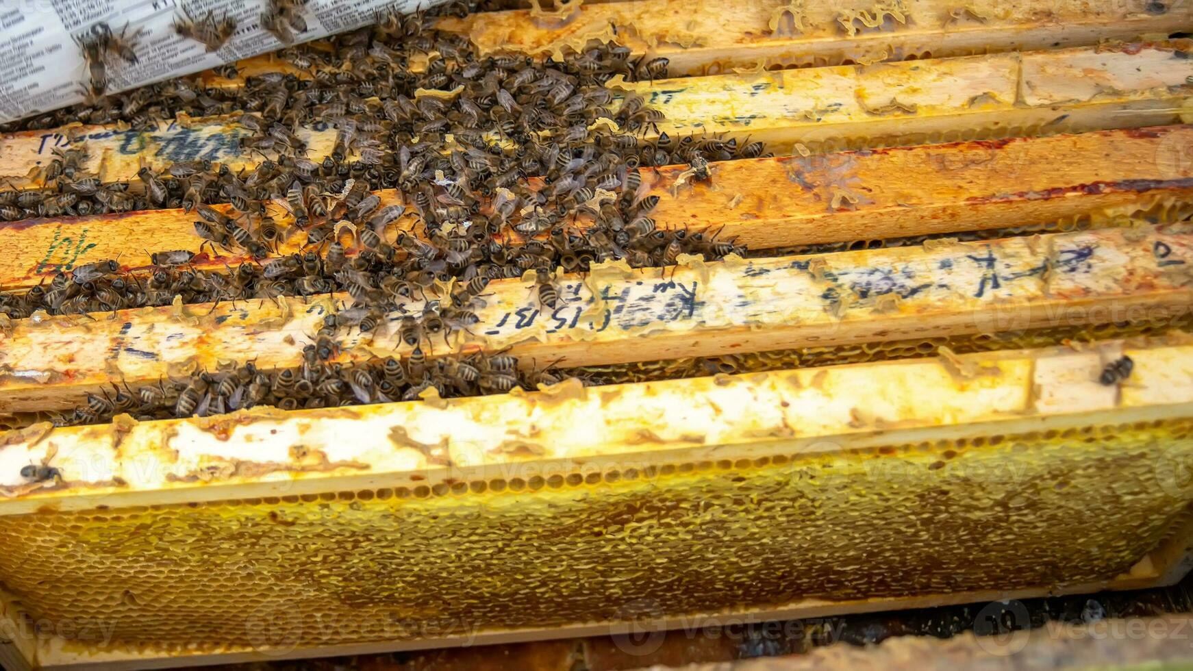 invierno racimo es un bien definido racimo de miel abejas ese formas dentro un Colmena como fuera de aire temperatura disminuye invierno racimo más apretado y más compacto. abejas adherirse estrechamente juntos en peines en colmena en apicultura. foto