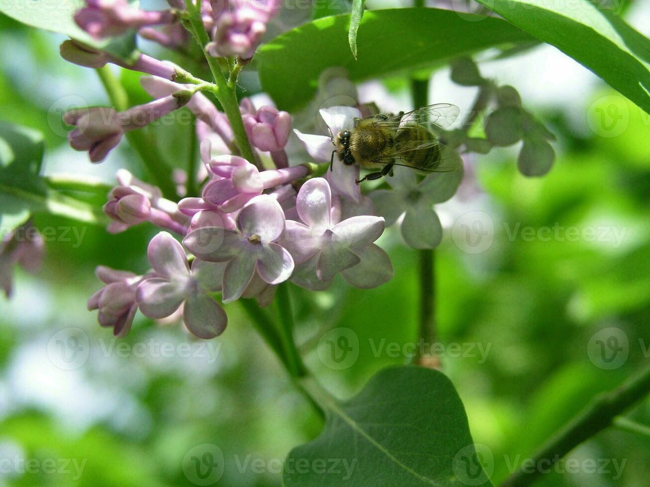 A honey bee collects pollen from lilac in the month of May. Honey plants Ukraine. Collect pollen from flowers and buds photo