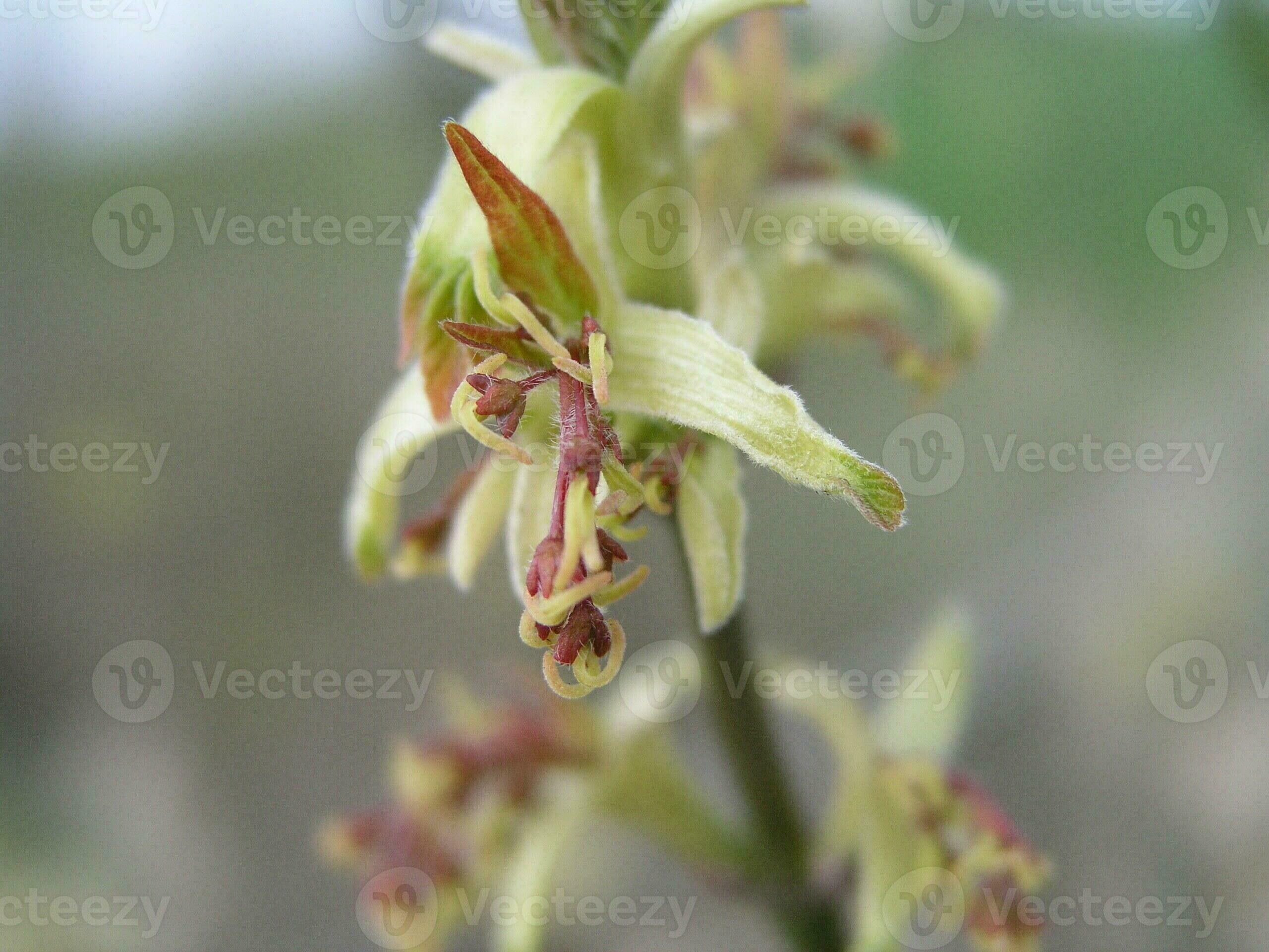 Acer negundo Box elder, boxelder maple, ashleaved maple, and maple ash