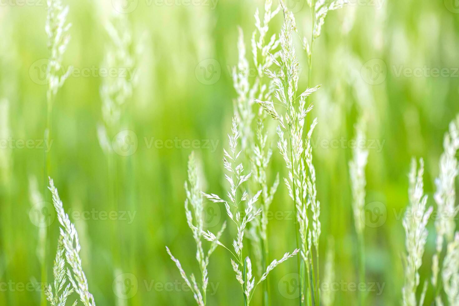 Young spikelets with grass seeds in the meadow. Delicate green grass growing in a clearing in the rays of the sun. photo