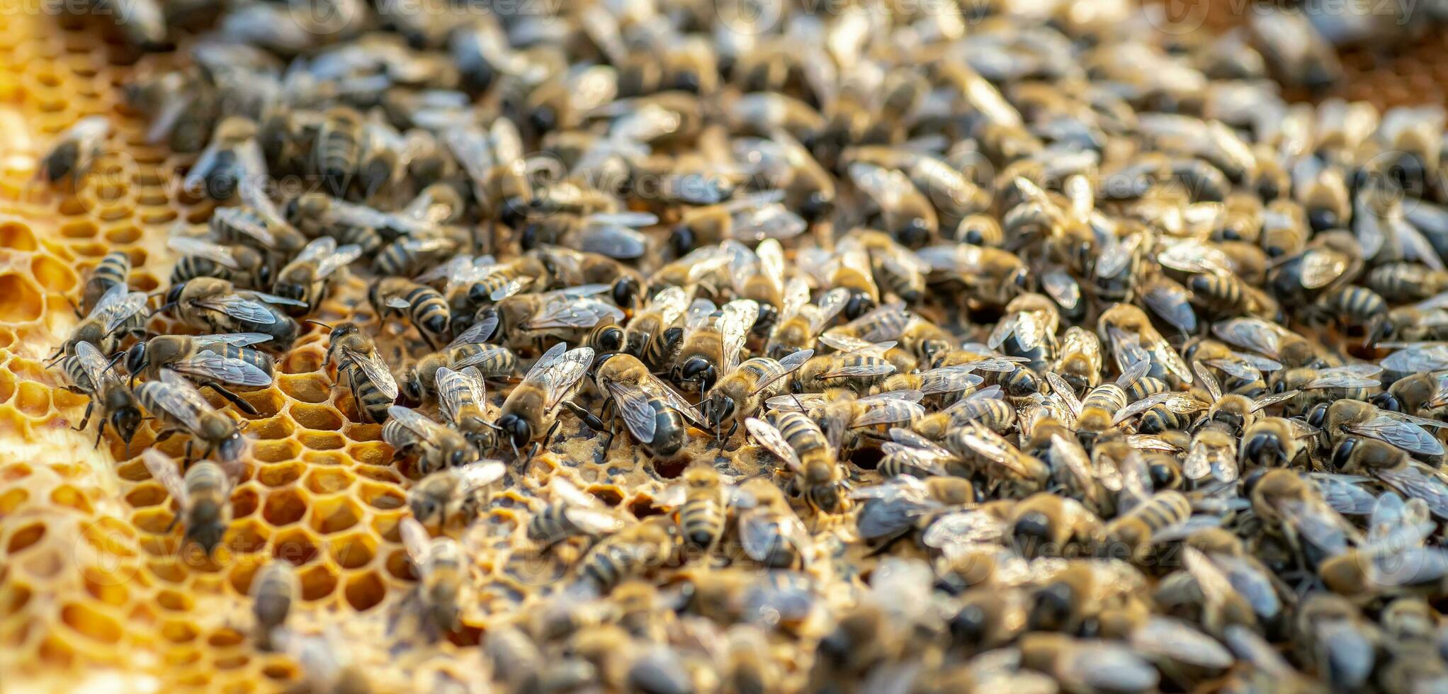 drones en un cera marco rodeado por abeja colonias apicultura. creciente drones a Seleccione esperma. artificial inseminación de el reina abeja con esperma de del donante zumbido. foto