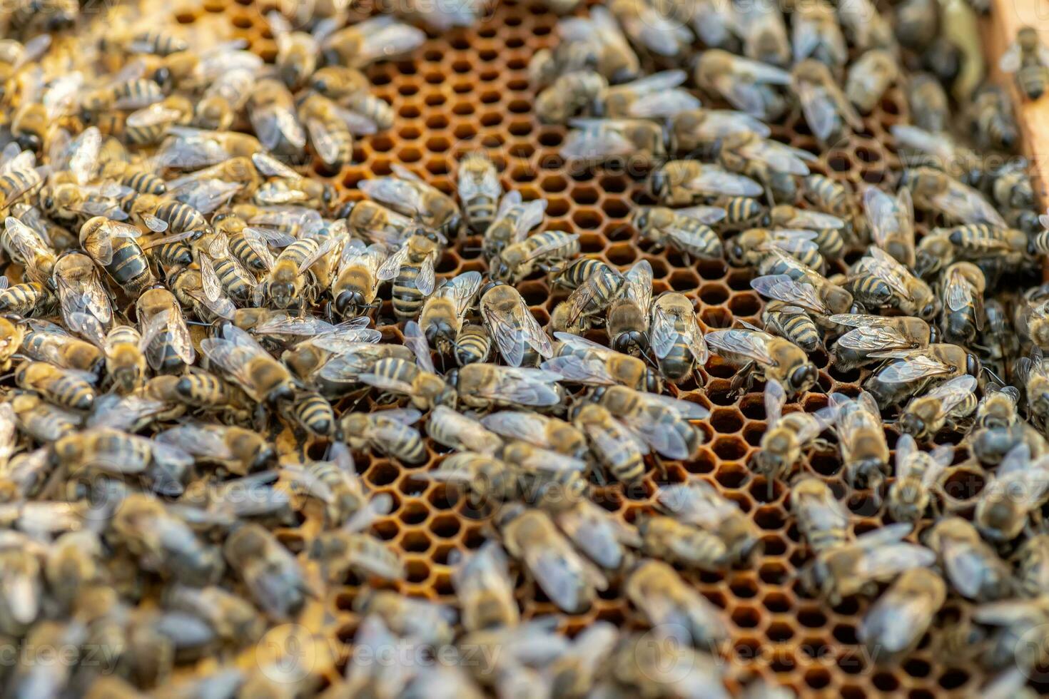 Drones on a wax frame surrounded by bee colonies. Beekeeping. Growing drones to select sperm. Artificial insemination of the queen bee with sperm of donor's drone. photo