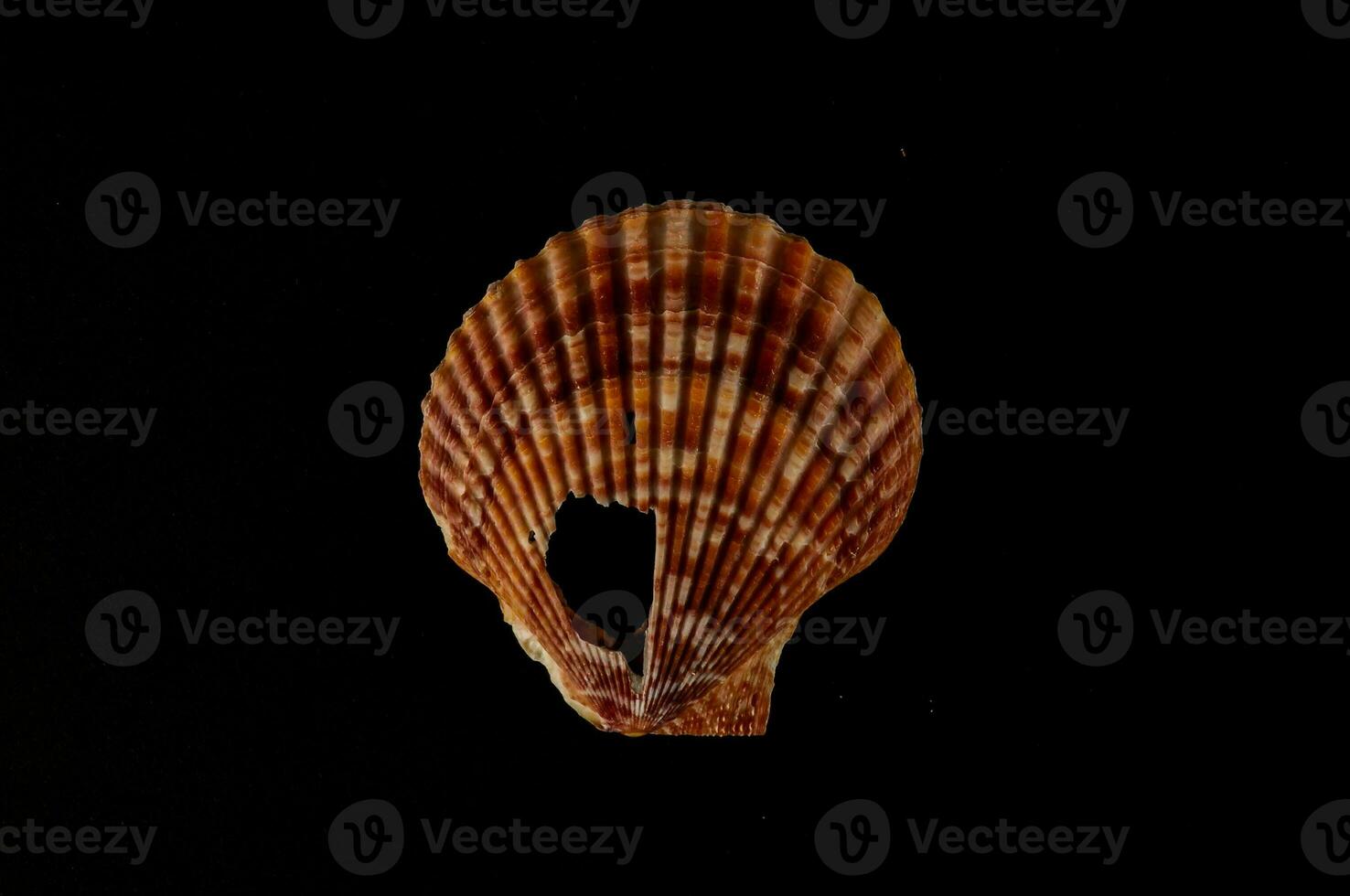 a shell on a black background photo