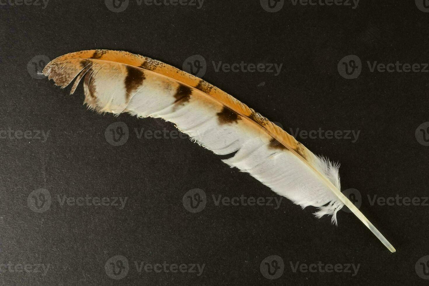 a feather on a black background photo