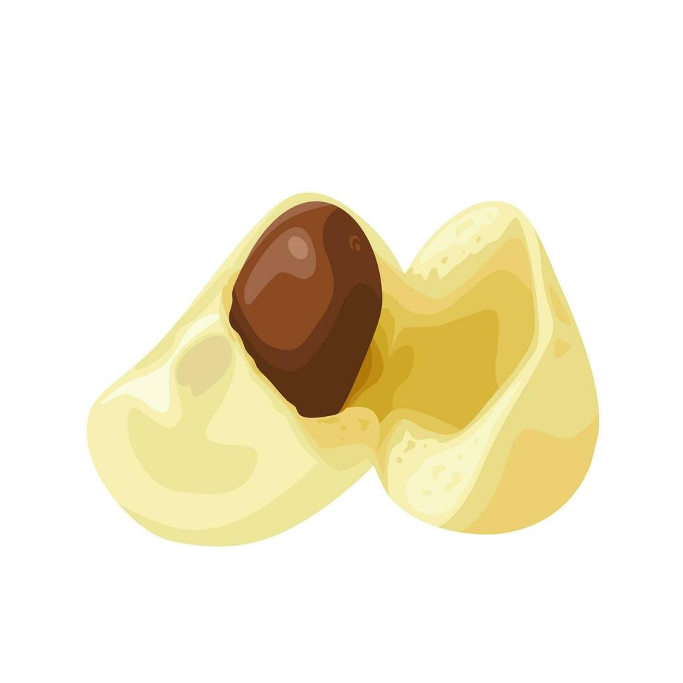 Vector illustration, Salak or snake fruit, scientific name Salacca zalacca, isolated on a white background.