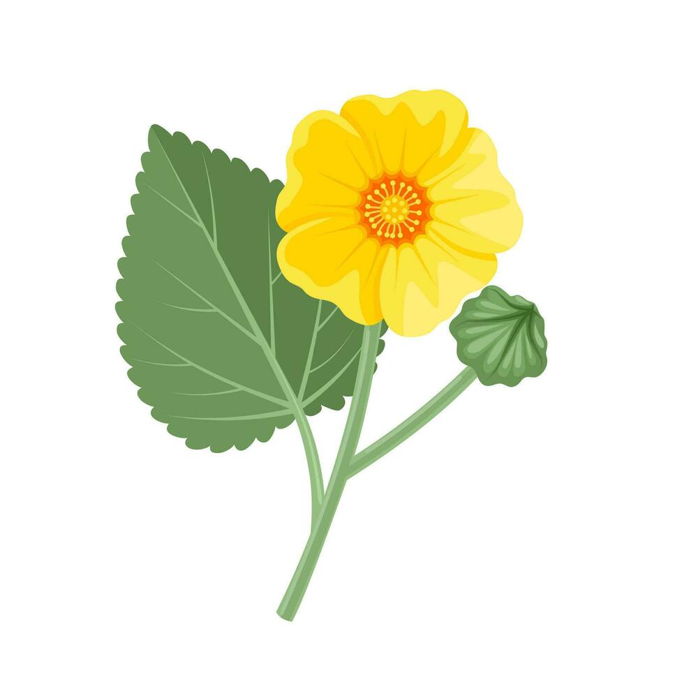 vector ilustración, sida cordifolia flor con verde hojas, herbario planta, aislado en blanco antecedentes.