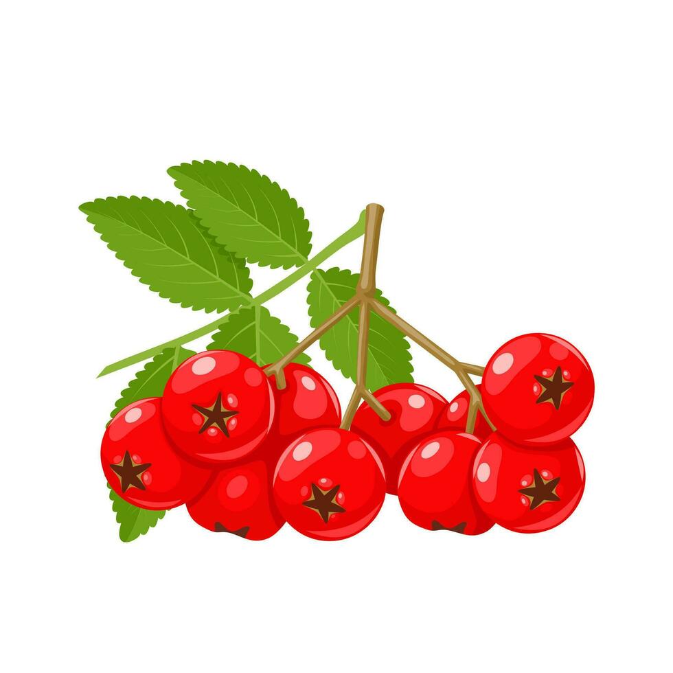Vector illustration, Sorbus aucuparia, commonly called rowan berry or mountain ash, isolated on white background.