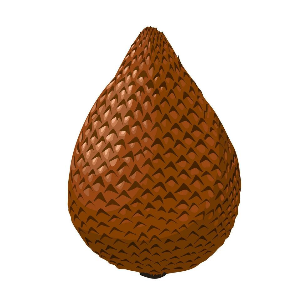 Vector illustration, Salak or snake fruit, scientific name Salacca zalacca, isolated on a white background.