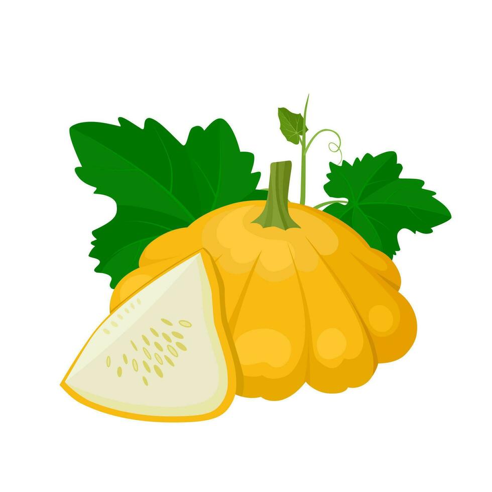 Vector illustration, Pattypan squash whole and sliced, with green leaves, isolated on white background.