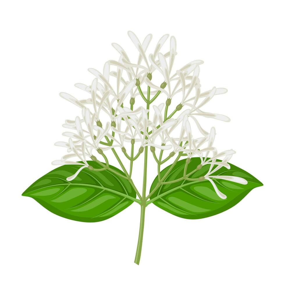 Vector illustration, Chionanthus virginicus, commonly called fringe tree, isolated on white background.