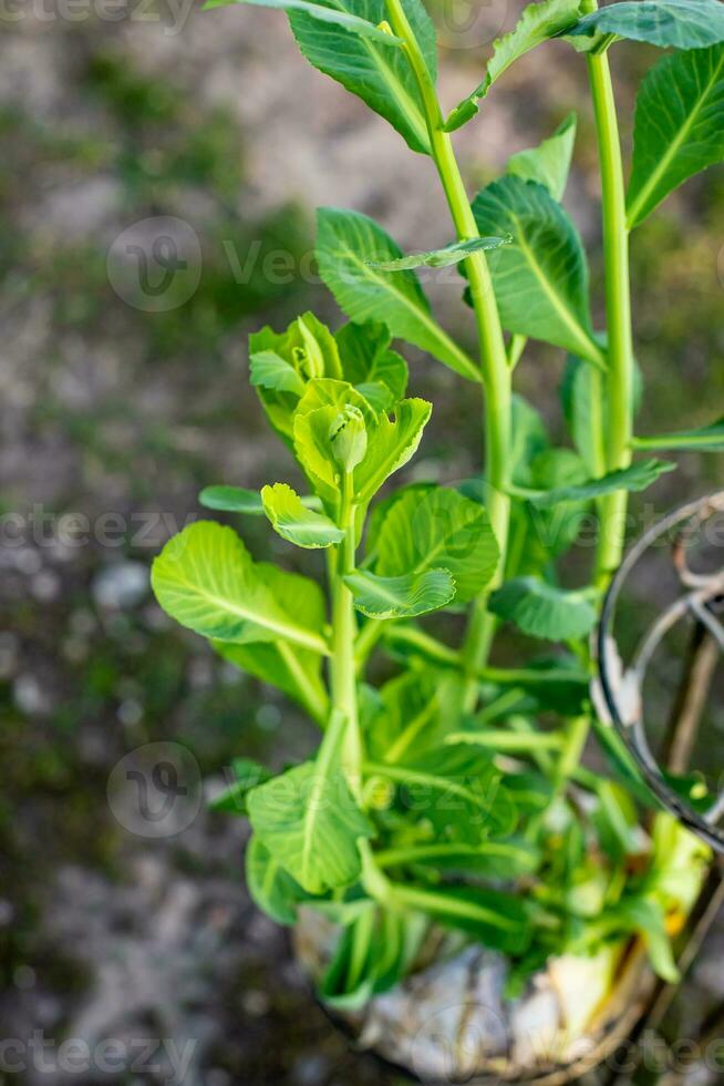 Sprouted rotten white cabbage. Decor from natural products. Young sprouts of white cabbage grew right on swing. Still life of vegetables. Zero-waste photo