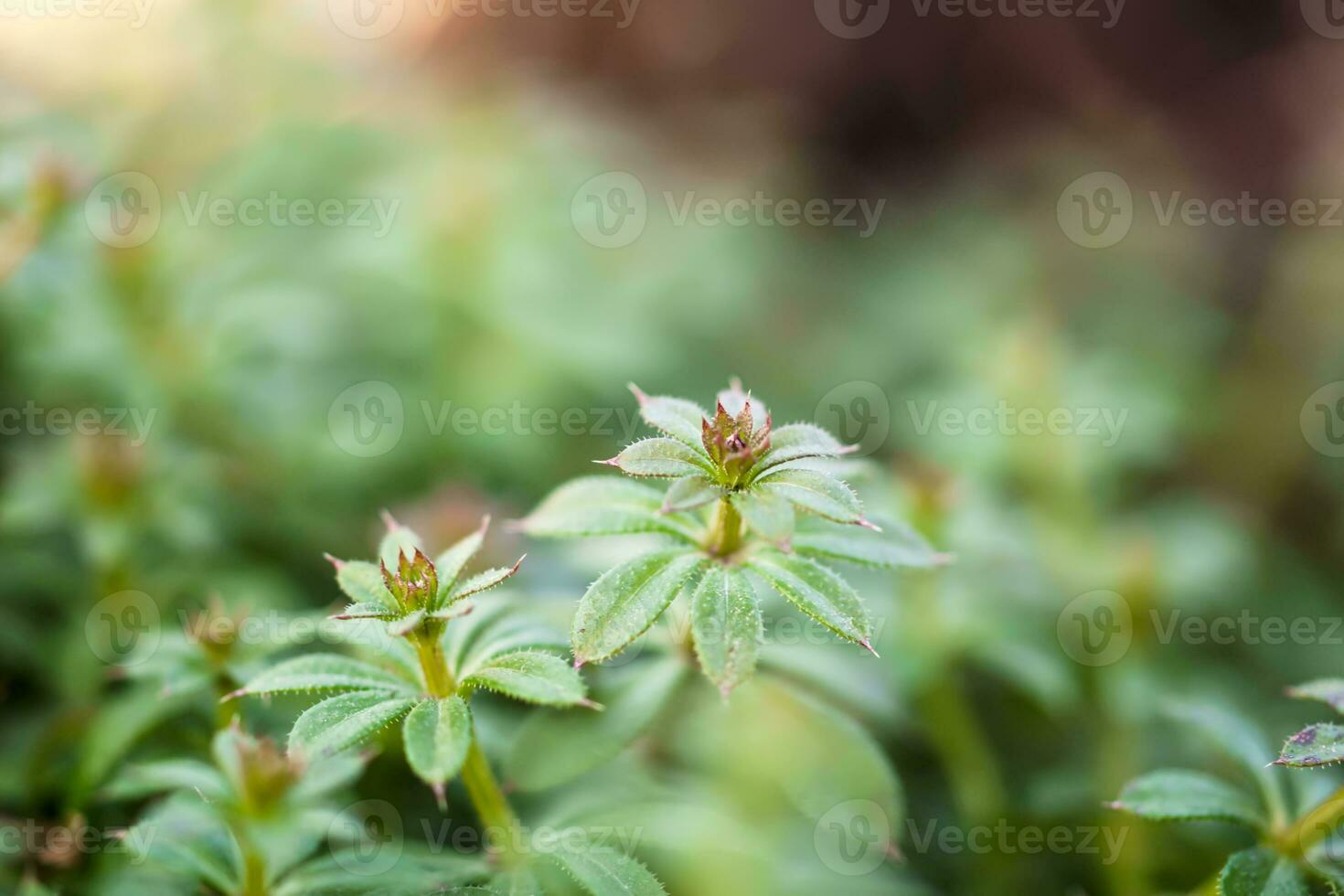 Galium aparine cleavers, catchweed, stickyweed, robin-run-the-hedge, sticky willy, sticky willow, stickeljack, and grip grass use in traditional medicine for treatment. Soft focus. Film grain. photo