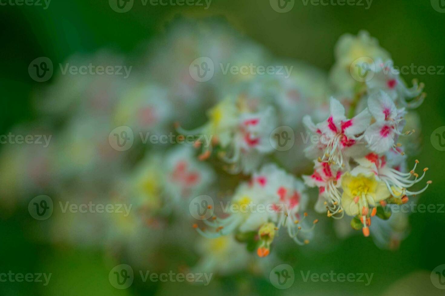 chestnut Flowers and buds on in spring. Bright green leaves close up. Background for spring screensavers on phone. rebirth of nature. Blooming buds on trees. photo