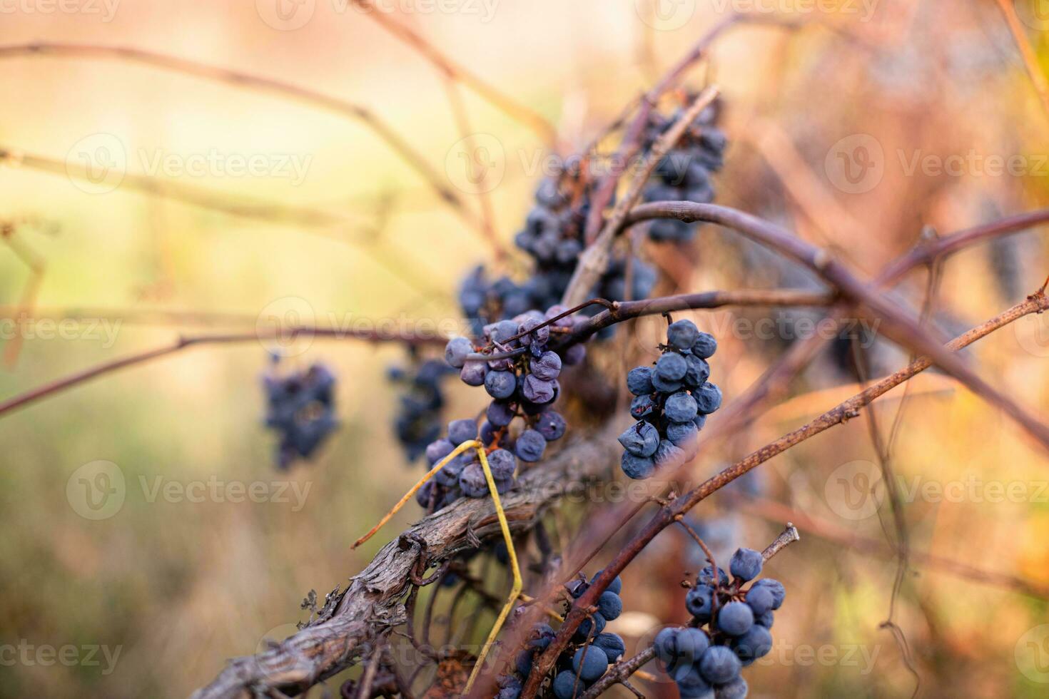 Nature's masterpiece A vine adorned with withered yellow leaves, a testament to the grapes' journey through the first cold snap. Ice wine, a symbol of patience and precision in winemaking photo