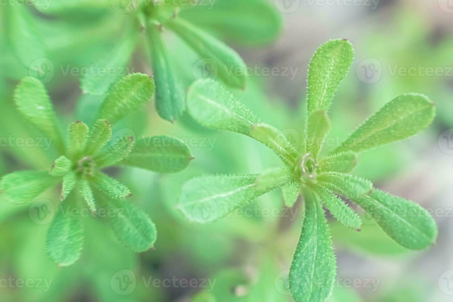 Galium aparine cleavers, catchweed, stickyweed, robin-run-the-hedge, sticky willy, sticky willow, stickyjack, stickeljack, and grip grass use in traditional medicine for treatment of disorders of lymph systems close-up In spring photo