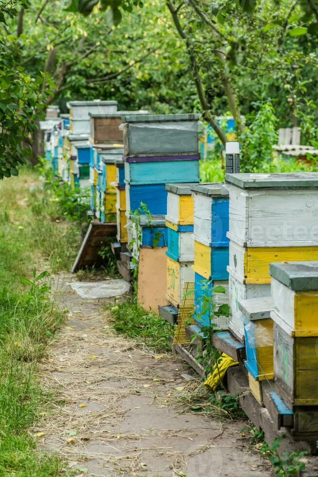 apiary with single-body beehives and multi-body beehives in the garden. Apiary on the plot, next to the house, in the yard with green grass. Private business in agribusiness. photo
