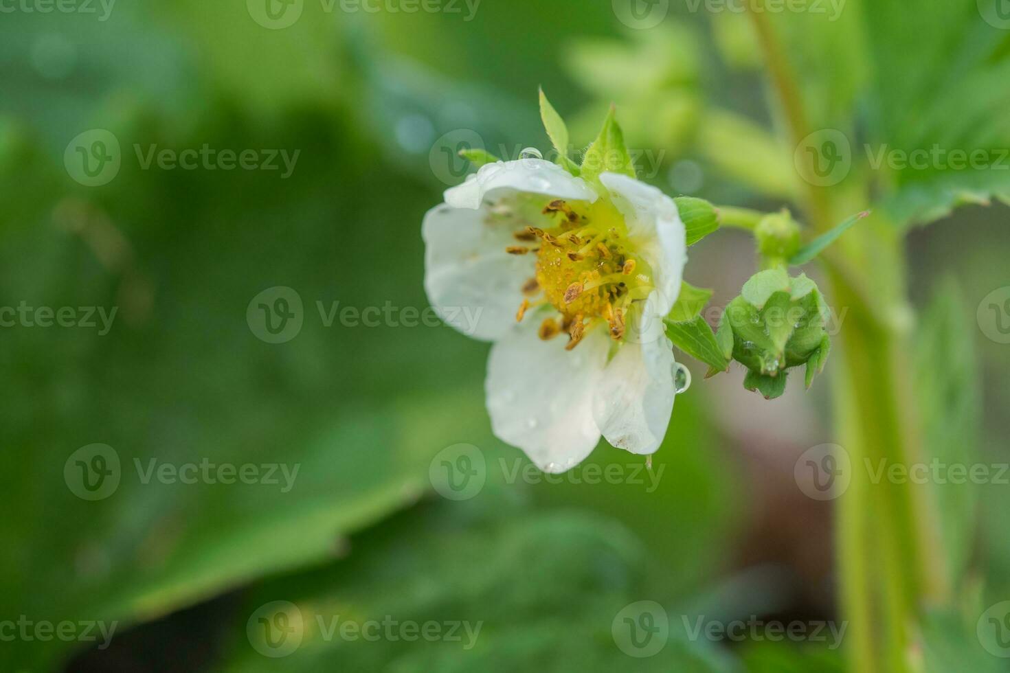 Beautiful white strawberry flower in the garden. The first crop of strawberries in the early summer. Natural background. photo