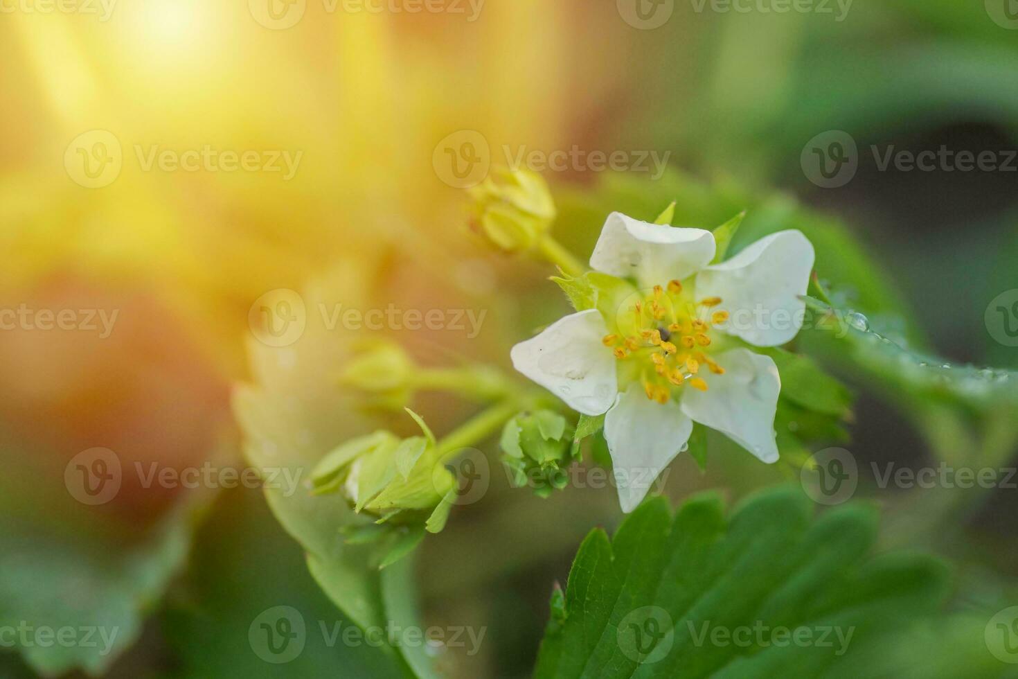 Beautiful white strawberry flower in the garden. The first crop of strawberries in the early summer. Natural background. photo