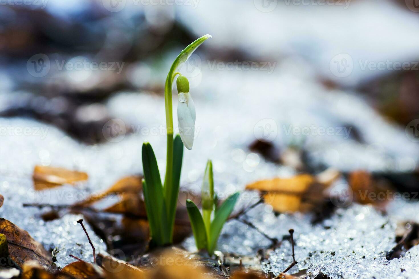 The first spring flowers white snowdrops in the forest illuminat photo