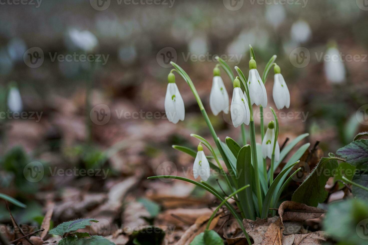 Galanthus, snowdrop three flowers against the background of trees. photo