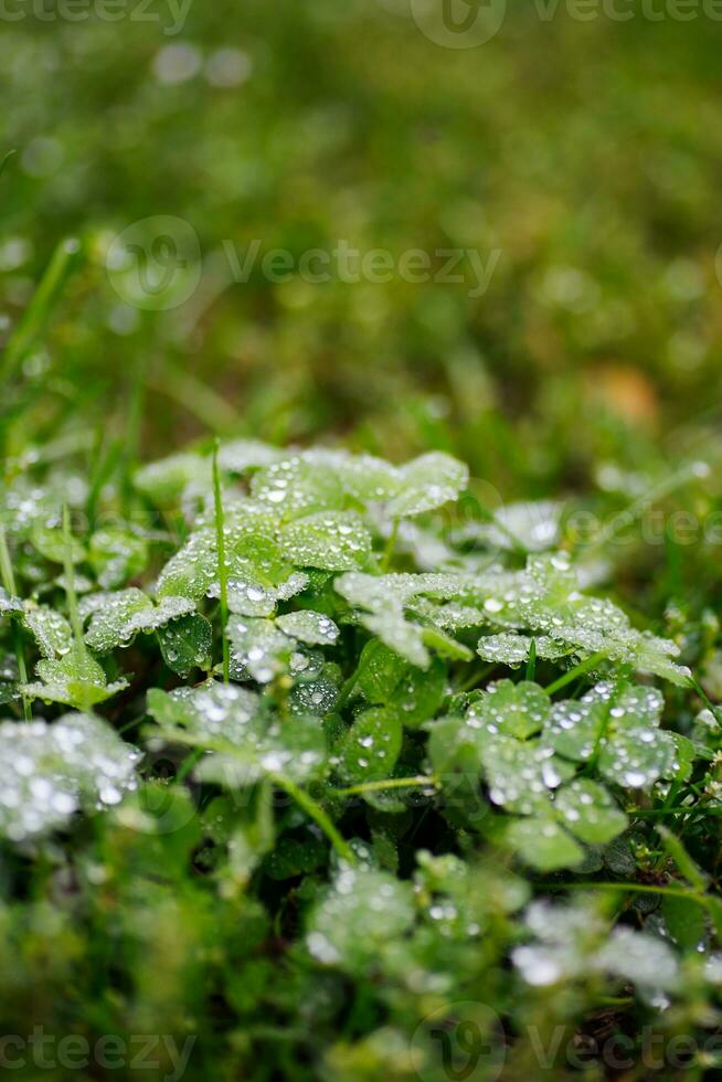 Leaf clover in the grass covered with dew drops photo