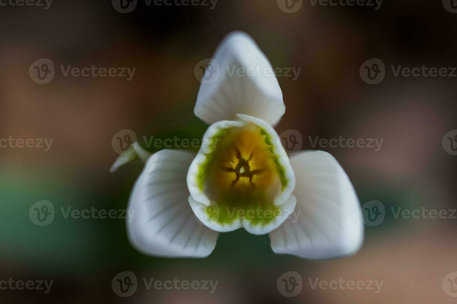 The blossoming snowdrop is close-up. Stamens and pistils of snow photo