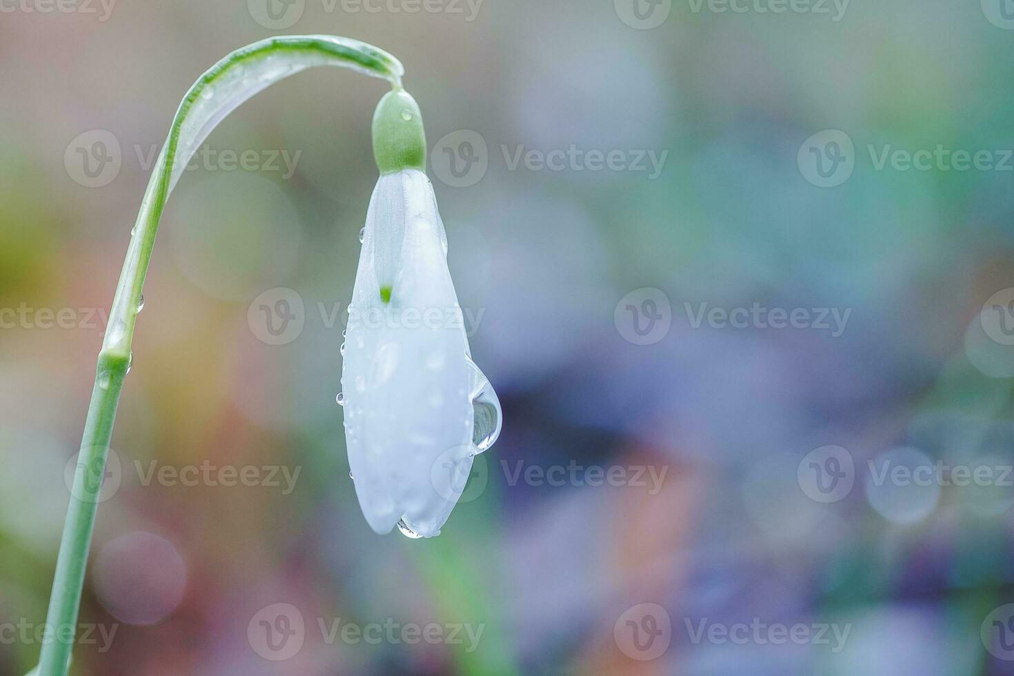 Galanthus, snowdrop three flowers against the background of trees. photo