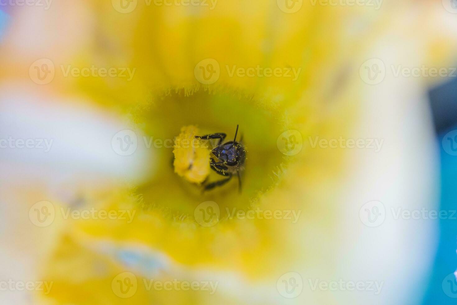 A bee collecting nectar from a pumpkin flower. A honeybee sits on the pestle of huge yellow pumpkin flower. photo