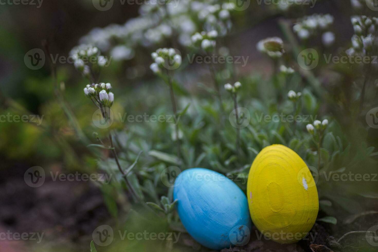 Yellow and blue Easter eggs are hidden on a mound under white flowers. Celebration of Easter in Ukraine. photo