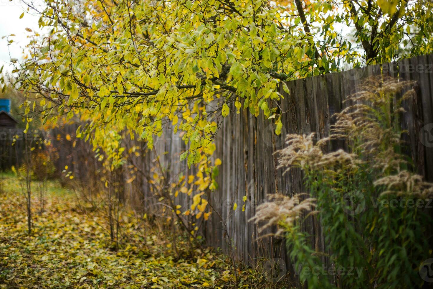 The dried shrub of the goldenrod. photo